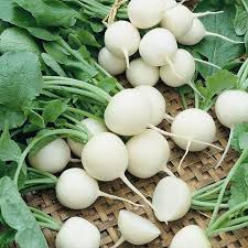 Radish Seeds White Beauty Raphanus Sativus Easy To Grow 100 Seeds Ebay Vegetable Seed Radish Seeds