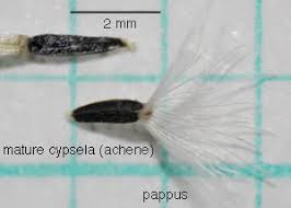 Image result for Ageratinastrum