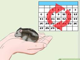 Oct 06, 2020 · your hamster will get sick or might even die. How To Care For A Russian Dwarf Hamster With Pictures Wikihow