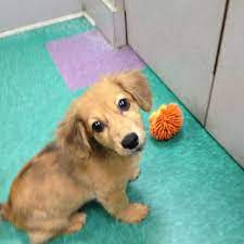 With big ears and large eyes, this crossbreed is one of the cutest out there. Long Hair Chiweenie Chiweenie I Love Dogs Love Pet