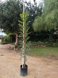 Image result for Ekebergia capensis