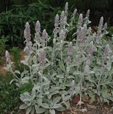 Green fuzzy plant with purple flowers. Stachys Byzantina Lamb S Ear Hardy Perennials Deer Resistant Plants Perennials