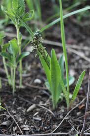 Image result for Siphonochilus longitubus