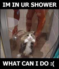 Im In Ur Shower What Cat Meme Cat Planet Cat Planet