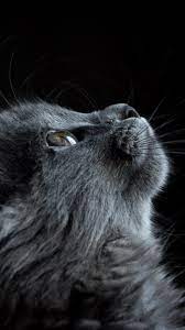 Check spelling or type a new query. Cat Muzzle Profile Black Background Wallpaper Cool Backgrounds