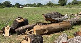 Wood Reclamation