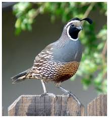 Fertile Bird Eggs For Sale Usa Valley Quail By Bensinn On Deviantart Quail Pet Birds Beautiful Birds