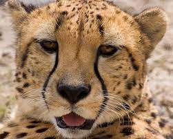 The 5 Best Houston Zoo Tours Tickets 2021 Viator Houston Zoo Zoo Wild Cats