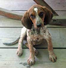 They possess strong prey drive and they also have a strong instinct for treeing. Pin On Take A Luk At Des Dogs