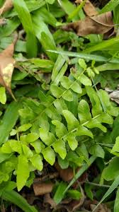 Image result for Ampelopteris