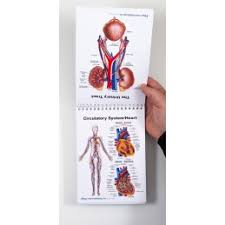 female anatomy flip charts with uterus model