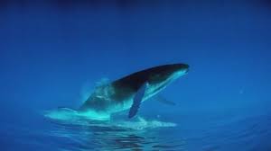 inverted footage of a humpback whale swimming looks like something out of a dream sequence video beautiful sea creatures whale humpback whale