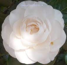 Expert Advice On Growing Camellia In The Uk