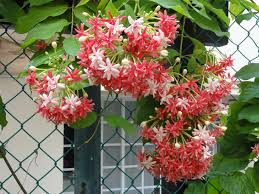 Rangoon Creeper At Night The Fragrance From The Flowers Are Much Stronger They Turn Your Garden Into A Perfume Garden So Heavenly Flowers Bloom Creepers