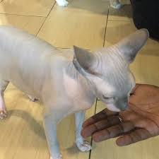 二哈和他的白猫师尊 / the husky and his. Johan And His Cats Studio Now Closed Pet Store In Shah Alam