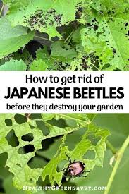 Japanese beetles are also attracted to plants like roses, poison ivy, morning glories, and lilacs because of their sweet, attractive smell. How To Get Rid Of Japanese Beetles Before They Destroy Your Garden