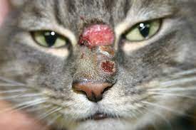 It is a condition of both human and veterinary pathology. Acvc 2017 Understanding Skin Disease In Cats