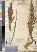 Image result for Echinochloa crus-pavonis