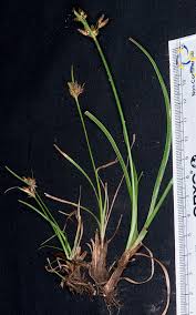 Image result for Fimbristylis dichotoma