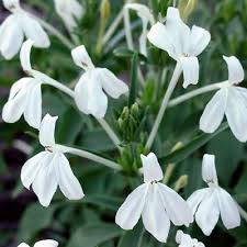 Image result for Isoglossa punctata