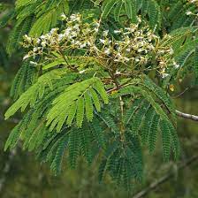 Falcataria Moluccana Moluccan Albizia Molucca Albizia Peacocksplume Batai Hawaiian Plants Plants Hawaiian Flowers