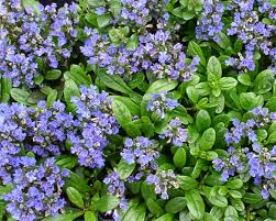Image result for Ajuga