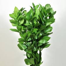 Artificial italian ruscus greenery stem 27.55 tall, silk hanging spray faux floral weeping greenery for trailing of high up installation, bouquet, arch, enter aisle hanging greenery decor. What Is The Difference Between Italian Ruscus And Israeli Ruscus Fillers Eagle Link Flowers Israeli Ruscus Italian Ruscus Greenery Wedding