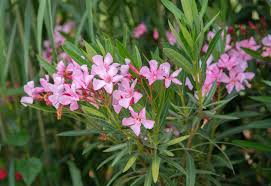 Image result for Nerium oleander