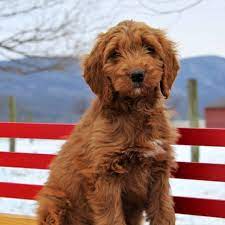 Americanlisted has classifieds in san antonio, texas for dogs and cats. Irish Doodle Puppies For Sale Adopt Your Puppy Today Infinity Pups