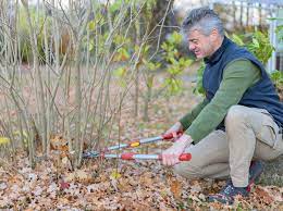 Wenn die blüten welken, schneidet man die alten blütenstände über einem gut. Flieder Schneiden So Machen Es Die Profis Mein Schoner Garten