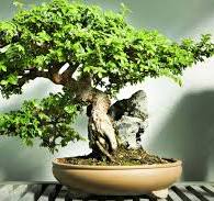 15 Types of Bonsai Trees That Are Perfect for Beginners