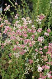 Image result for Eriospermum roseum