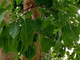 In my country vietnam, with tropical climate, various types of ficus bonsai trees grow well. Ficus Photoplusbyritasim