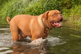 This item dogue de bordeaux, dog marble statue, figure, limited edition, artdog. Dogue De Bordeaux Temperament Bring Out The Best Bring One Home
