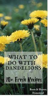 Dandelion Uses Benefits Dandelion Uses Dandelion Dandelion Recipes