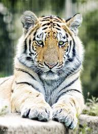 صور نمر Siberian Tiger Animals Beautiful Tiger Pictures