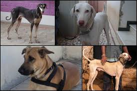 Tn S Native Dog Breeds Are Dwindling Govt Apathy And Craze For Exotic Dogs Are To Blame The News Minute Though your pet may be is still a little young to breed. tn s native dog breeds are dwindling