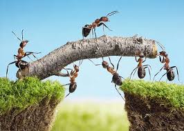 So this one can be a trade off. Advice Ants In Your Garden And How To Control Them