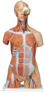 In the diagrams below, i'll be showing muscle groups in color, with a black line to show the forms that would show through the skin (i also show protruding bones that would do the same). Human Torso Models Human Anatomy 3b Models Products