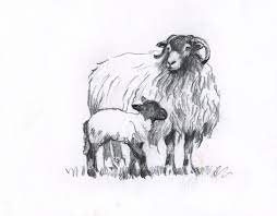 Swaledale Sheep And Lamb Pictures By Yorkshire Dales Artist Rosemary Lodge Sheep Drawing Realistic Drawings Sheep Illustration