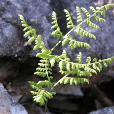 Image result for Woodsiaceae