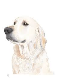 Digital Pet Portrait Hand Drawn With Procreate By Artist Rebekah Marshall Www Rebekahleighmar Pet Portraits Custom Pet Portraits Golden Retriever Illustration