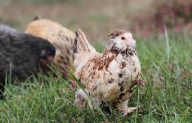 These online pet shops offer the best deals on pet products. Pet Chicken Breeds Known For Being Friendly And Docile Lovetoknow