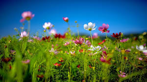 Walking through sprawling fields of blooming flowers is the perfect way to celebrate spring. Field Of Flowers Wallpapers Top Free Field Of Flowers Backgrounds Wallpaperaccess