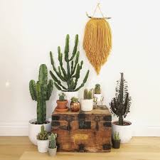 Is it possible to grow it here? Don T Be Afraid To Keep Cacti In Your Home They Want As Much Sunlight As Possible But They Can Easily Be Moved Around For A Styled Photo Pflanzen Deko Wohnung