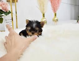 Check spelling or type a new query. Wincy Yorkies Home On Behance