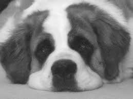 Black And White St Bernard Dog St Bernard Portrait Black White Art Print Bernhardiner