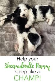 Set Yourself Up For Success To Help Your Puppy Sleep Through The Night With These Tips Sleeping Puppies Sheepadoodle Sheepadoodle Puppy