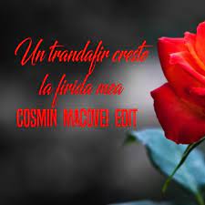 Un trandafir crește la fereastra mea (найдено 3 песни). Un Trandafir Creste La Firida Mea Cosmin Macovei Edit By Cosmin Macovei