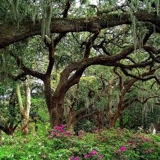 Weeping Willows During Spring In Savannah Georgia Breathtaking Places Incredible Places Savannah Chat